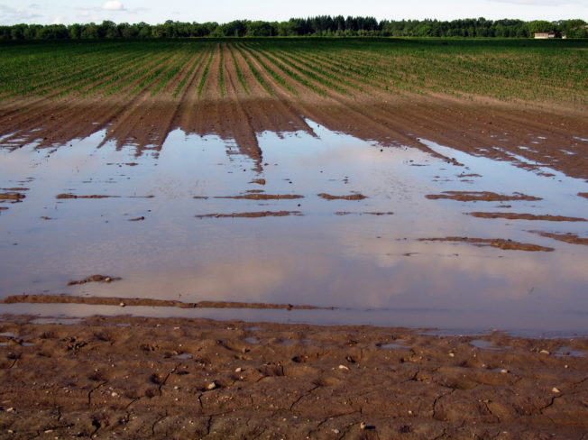 Flooded field, representing the internal drowning that happens at the cell level with excess fluid.